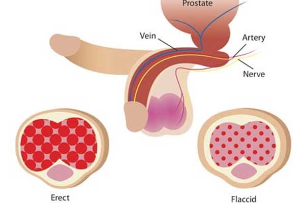 How Does Erection Work?