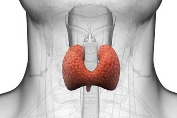 Thyroid Disease And Sexual Dysfunction